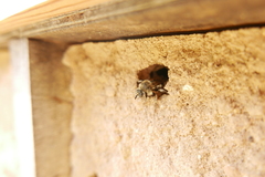 Melecta albifrons