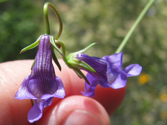 Neogaerrhinum strictum