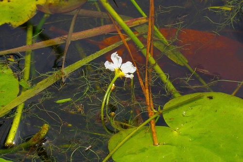 Nymphoides aquatica, photograph 4