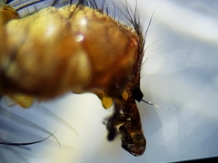 Oxysarcodexia ventricosa