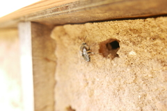 Melecta albifrons