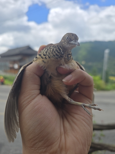 Barred Buttonquail