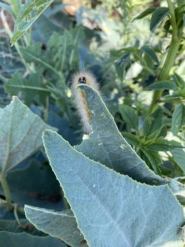 Buffalo Gourd