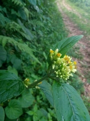 Schistocarpha eupatorioides