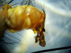 Oxysarcodexia ventricosa