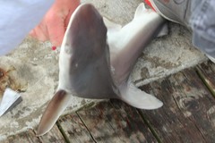 Carcharhinus plumbeus