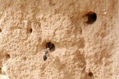 Melecta albifrons