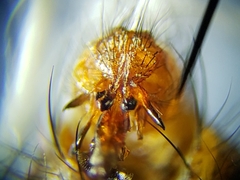 Oxysarcodexia ventricosa