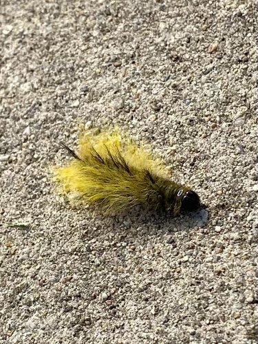 Cottonwood Dagger