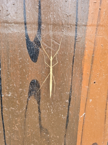Pinkwing Stick Insect
