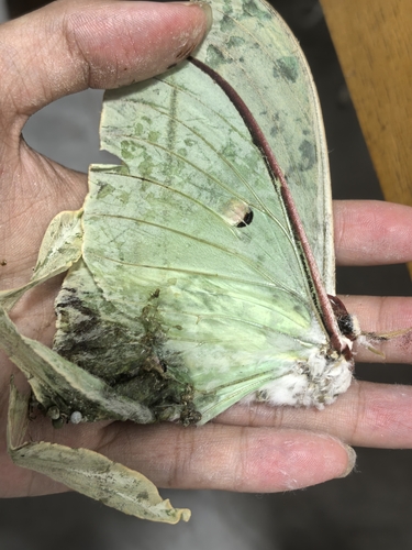 Chinese Moon Moth