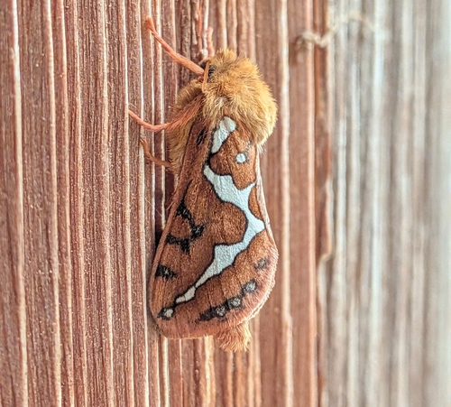 Mathew's Ghost Moth photo 5