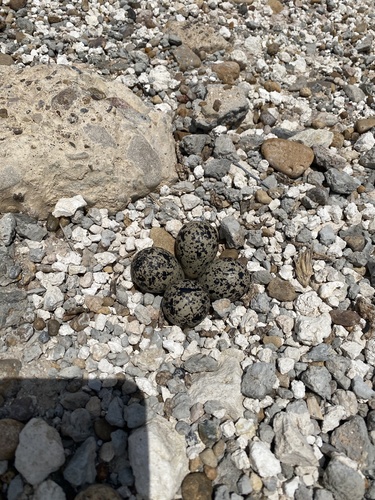 Killdeer