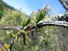Neogaerrhinum strictum