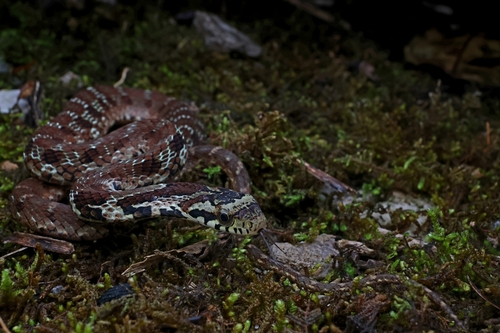 Big-eyed Bamboo Snake