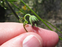 Neogaerrhinum strictum
