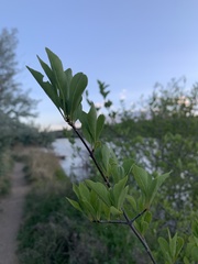 Forestiera pubescens pubescens