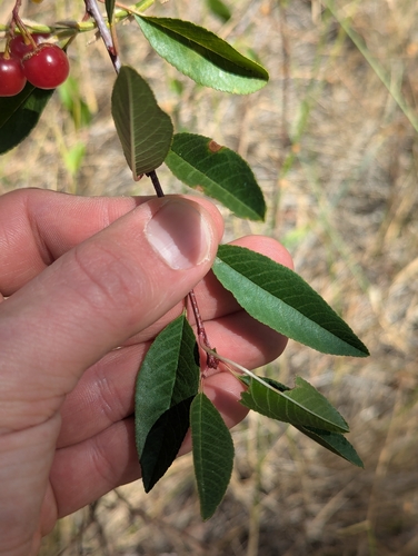 Prunus emarginata, photograph 5