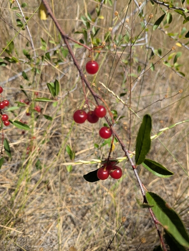 Prunus emarginata, photograph 6