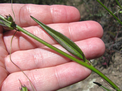 Neogaerrhinum strictum