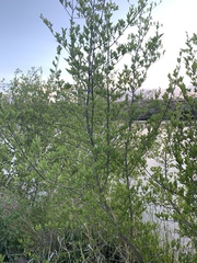 Forestiera pubescens pubescens