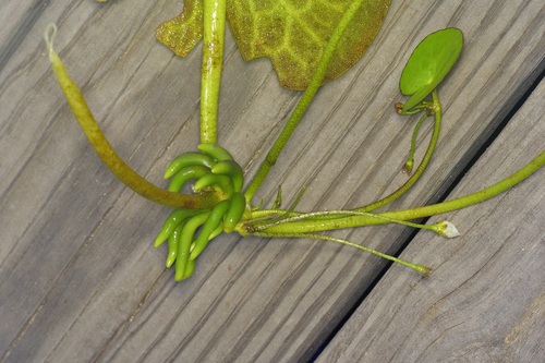 Nymphoides aquatica, photograph 5