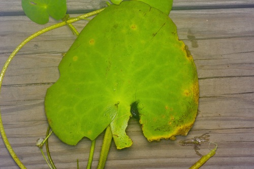 Nymphoides aquatica