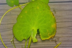 Nymphoides aquatica