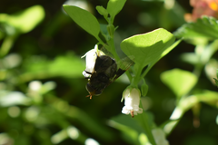 Copestylum spinigerum