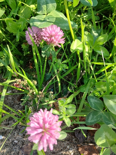 Red Clover
