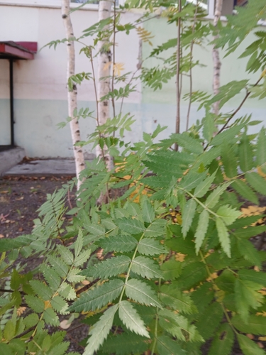 Siberian mountain ash