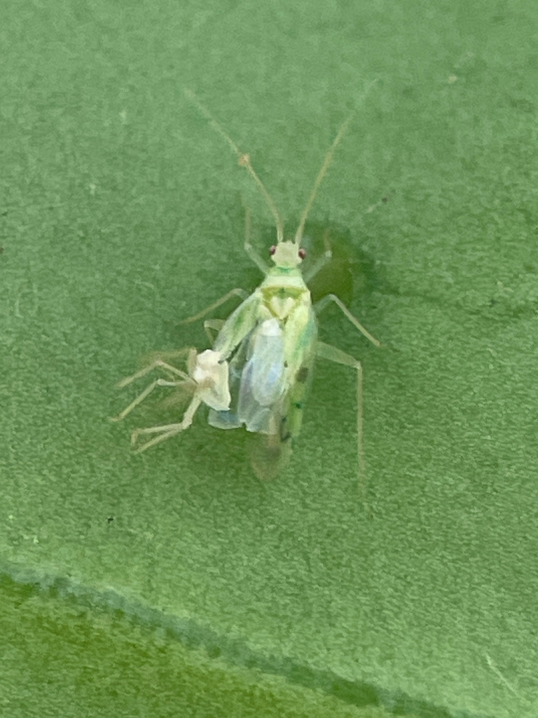 Paraproba hamata
