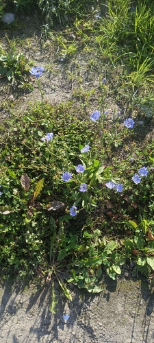chicory