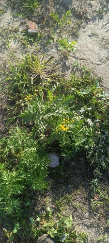 tansy