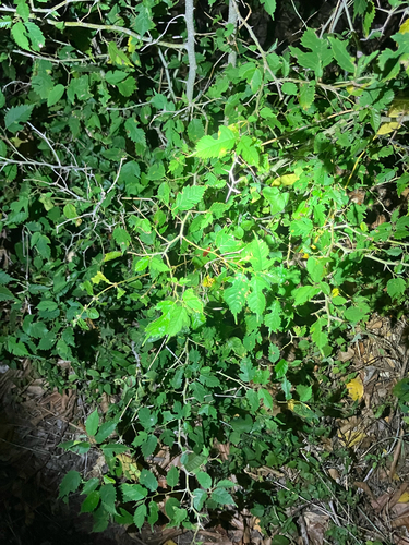 Maclura tinctoria, photograph 2