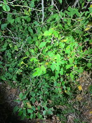 Maclura tinctoria, photograph (c) River Ahlquist, some rights reserved (CC BY)