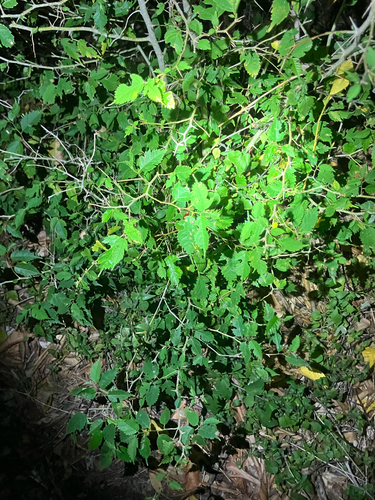 Maclura tinctoria, photograph 3