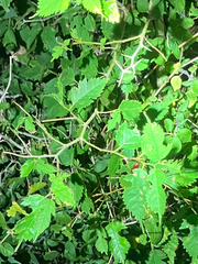Maclura tinctoria
