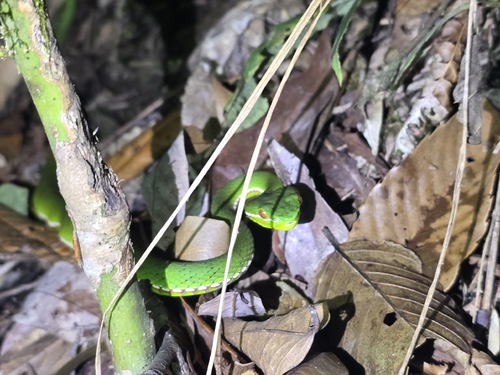 Chinese Green Tree Viper
