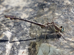 Gomphurus septima
