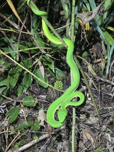 Chinese Green Tree Viper