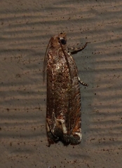 Epiblema abruptana