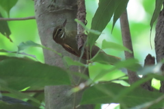 Xenops minutus mexicanus