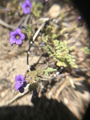 Phacelia fremontii