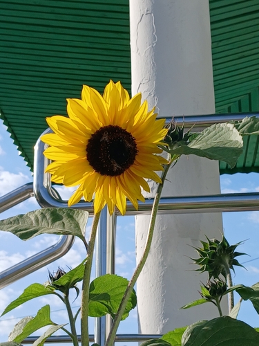 Common Sunflower