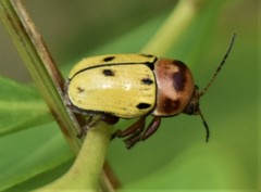 Cryptocephalus aulicus