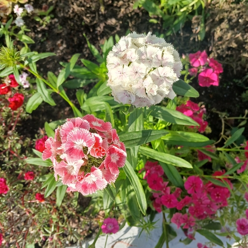Sweet-William