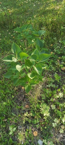 common lilac