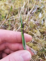 Carex pluriflora