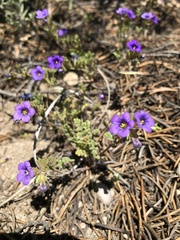 Phacelia fremontii